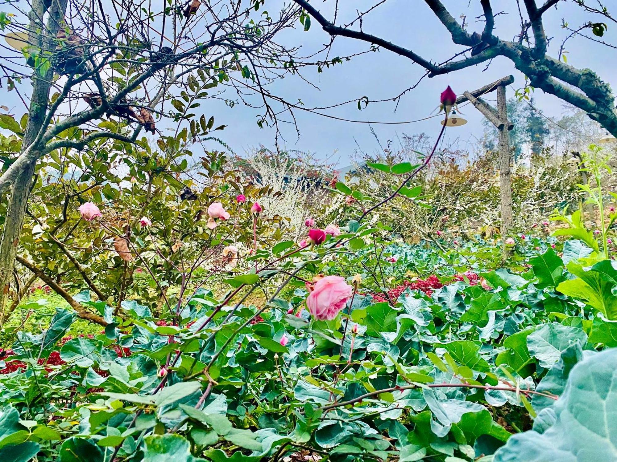 So H'Mong Homestay Bac Ha  Zewnętrze zdjęcie